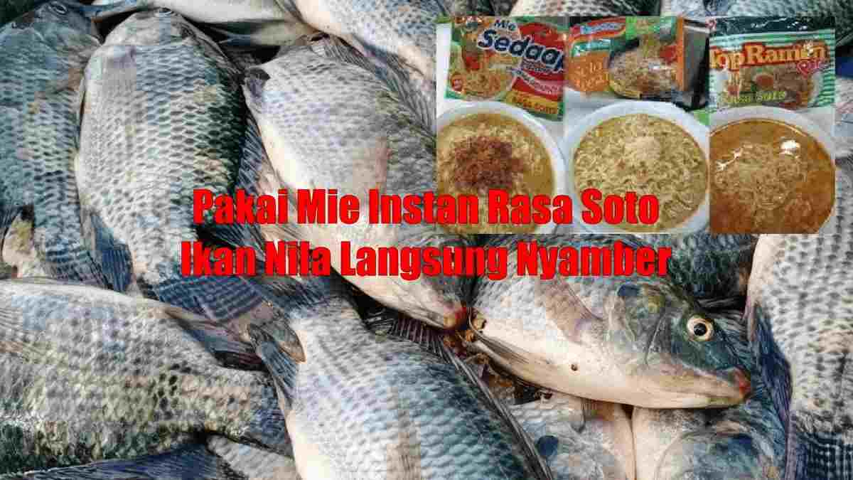 Cara Meracik Umpan Mancing Ikan Nila dari Mie Instan Rasa Soto, Dijamin Pasti Langsung Strike 