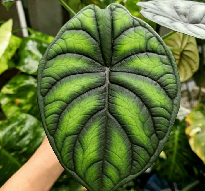 Mengenal Lebih Dekat Alocasia Dragon Scale, Tanaman Hias Unik Daunnya Menyerupai Sisik Naga