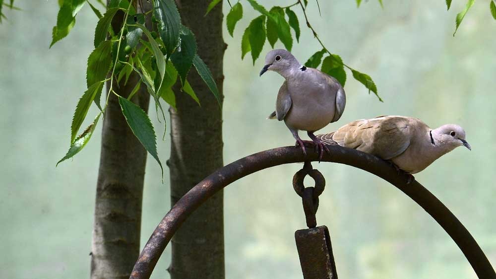 Burung Perkutut Sri Mangempel Dipercaya Membawa Rezeki Bagi Pemiliknya, Begini Ciri-cirinya 