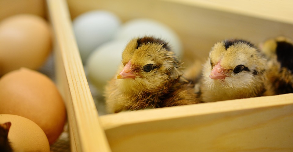 Lebih Dulu Mana, Ayam atau Telur? Pertanyaan Sepanjang Masa Ini Akhirnya Terjawab