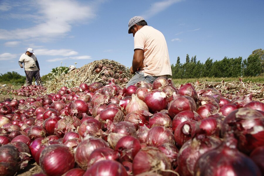 Deretan Daerah Penghasil Bawang Merah dan Bawang Putih Terbesar di Indonesia, Hasilkan Ratusan Ton per Tahun