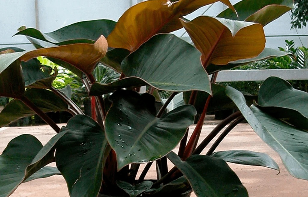 Kecantikan Philodendron Red Congo Ciptakan Efek Visual yang Menakjubkan, Begini Cara Merawatnya