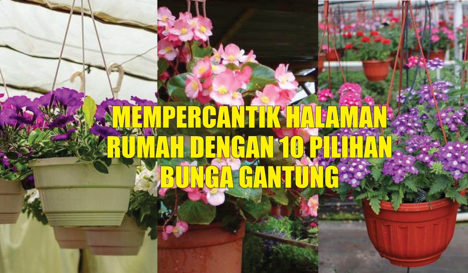 Rahasia Mempercantik Halaman Rumah dengan 10 Pilihan Bunga Gantung yang Mewah dan Aesthetic