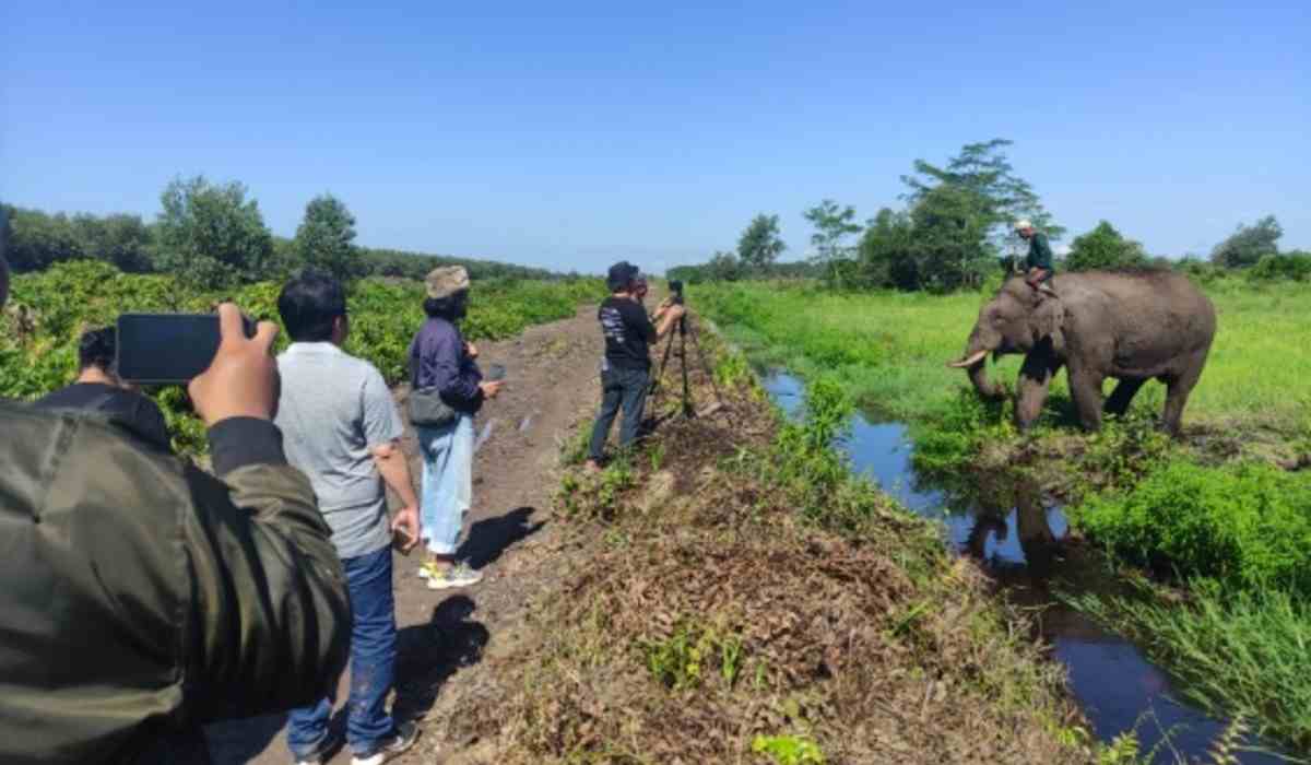 Puskass Pelajari Akar Konflik antara Gajah dan Manusia di OKI, Ini Hasilnya