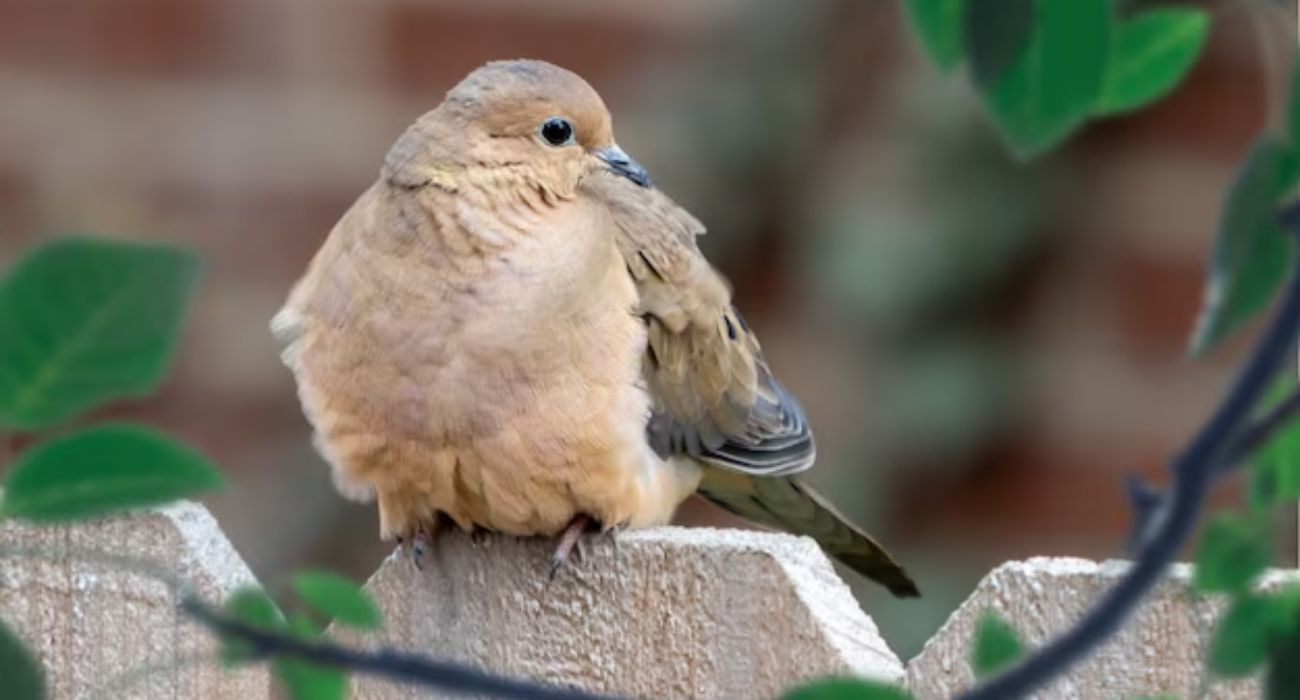 4 Jenis Burung Perkutut Kesayangan Para Bangsawan, Dipercaya Bisa Menarik Rezeki Hingga Peningkatan Wibawa