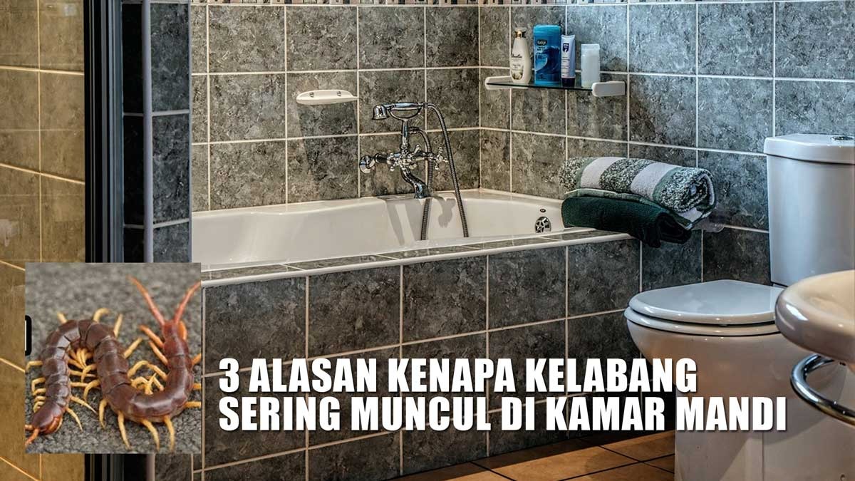 Ternyata Bukan Mistis! Ini 3 Alasan Kenapa Kelabang Sering Muncul di Kamar Mandi