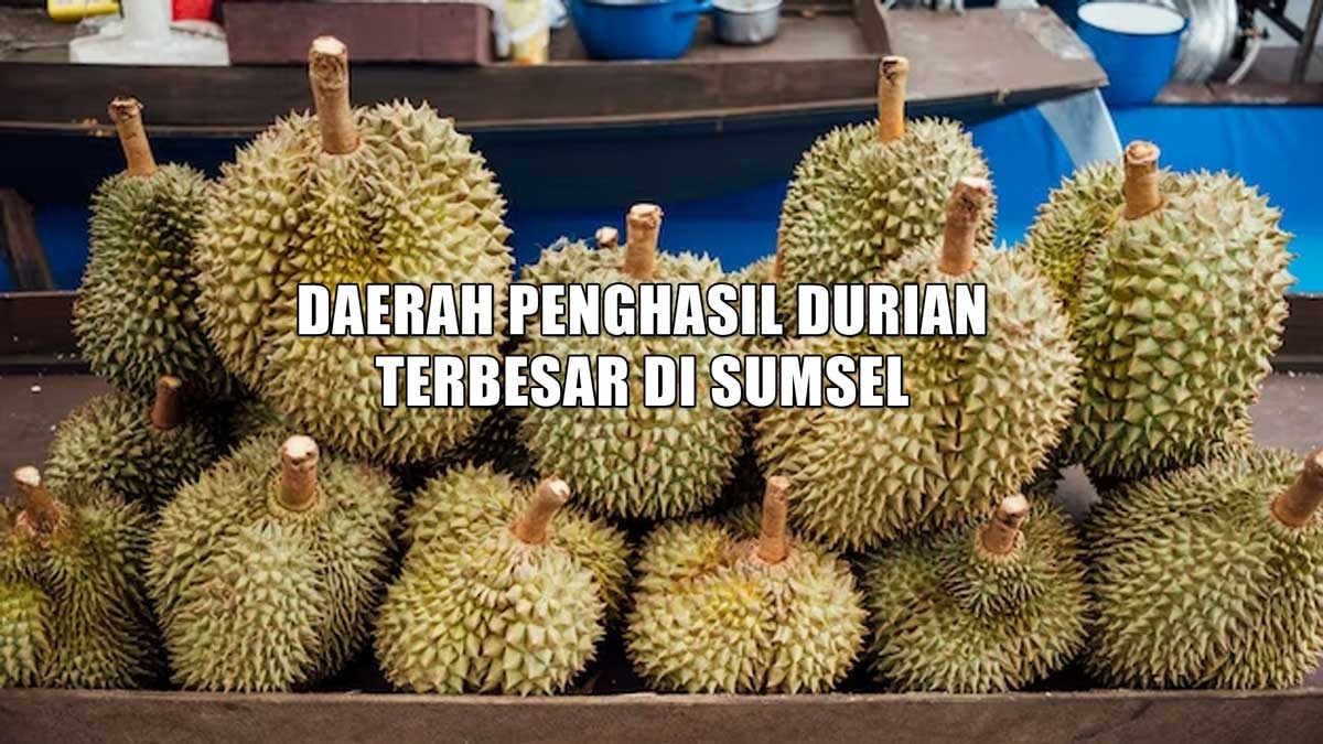 Top 3 Rajanya Penghasil Durian Terbesar di Sumatera Selatan: Bukan Lahat Juaranya, Coba Tebak!