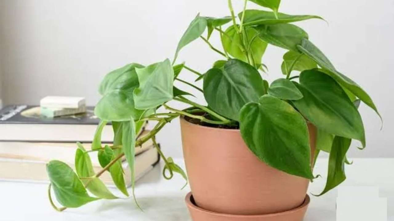 3 Cara Super Mudah Merawat Philodendron Agar Tetap Sehat dan Cantik, Pemula Wajib Tahu!