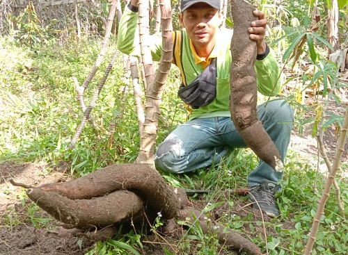 Panen Singkong Raksasa Bobot 40 Kg dalam Serumpun