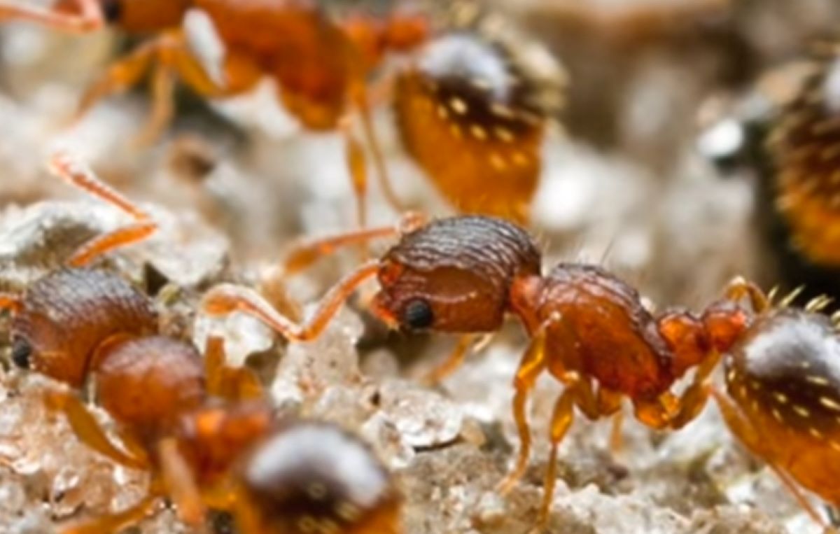 Dunia Hewan: Berikut Alasan Semut Hidup Berkoloni
