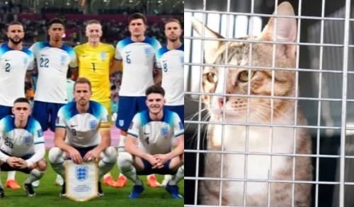 Terdepak dari Piala Dunia 2022, Pemain Inggris Ini Malah Adopsi Kucing Liar Qatar