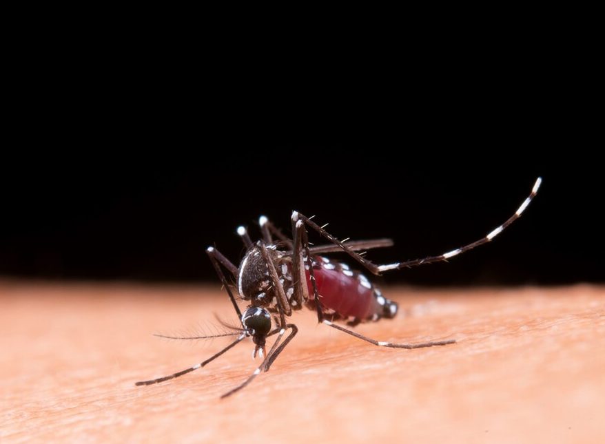 Jangan Biarkan Nyamuk Merajalela di Rumah, Ini Cara Jitu Mengusirnya Tanpa Obat
