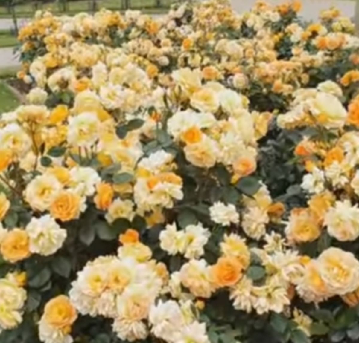 4 Jenis Mawar Cantik yang Bisa Jadi Koleksi Tanaman Hias Kamu di Rumah, Nomor 2  Paling Indah 