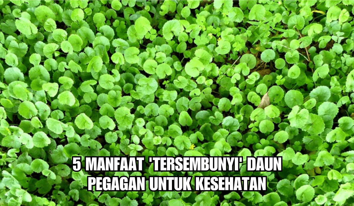 5 Manfaat 'Tersembunyi' Daun Pegagan untuk Kesehatan, Ternyata Telah Digunakan Sejak Ribuan Tahun Lalu!