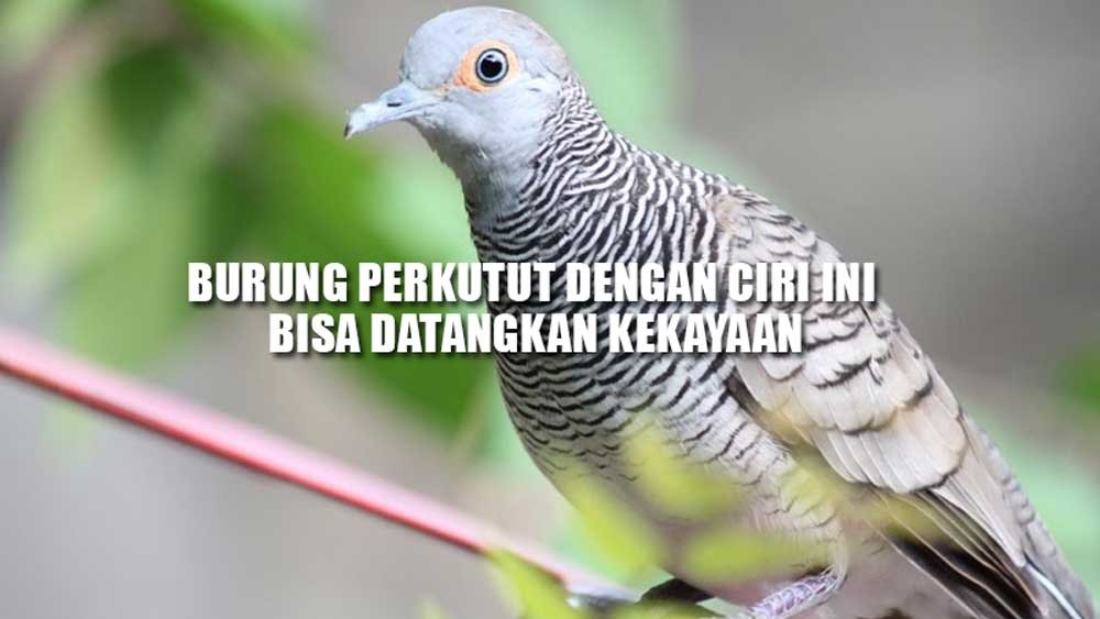 Selalu Pancarkan Energi Positif, Burung Perkutut Dengan Ciri Ini Bisa Datangkan Kekayaan 