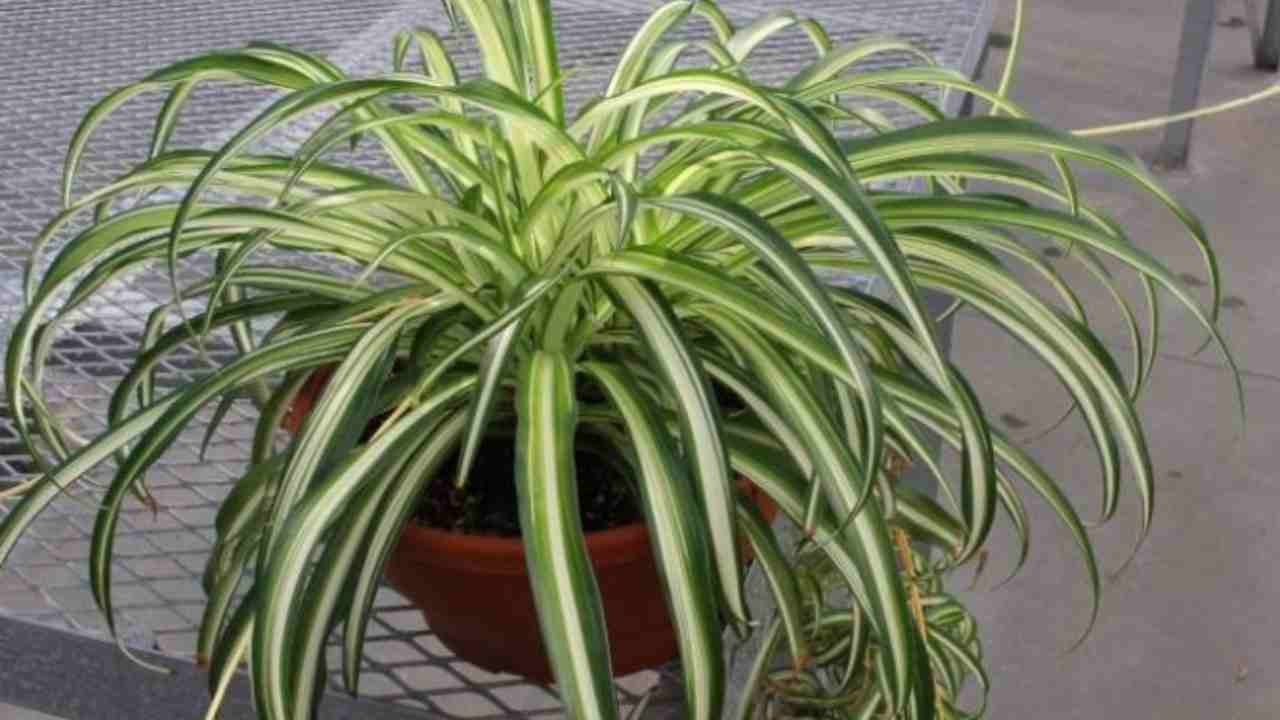 Cuma Modal Air, Tanaman Hias Cantik Ini Bisa Tumbuh Subur!