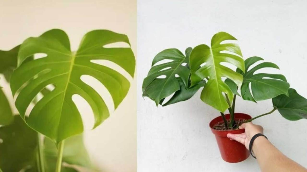 Rahasia Monstera Borsigiana: Daun Unik yang Bikin Teras dan Balkon Makin Segar