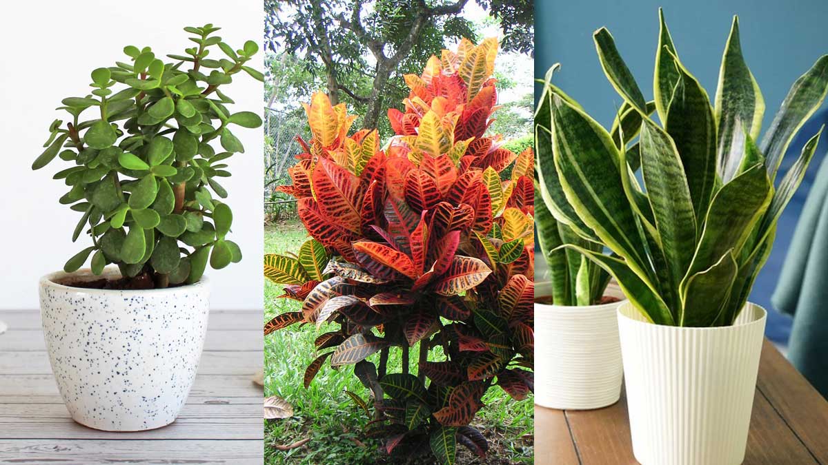 Dari Pohon Giok hingga Lidah Mertua: 5 Tanaman Outdoor Pembawa Hoki yang Mudah Dirawat di Rumah