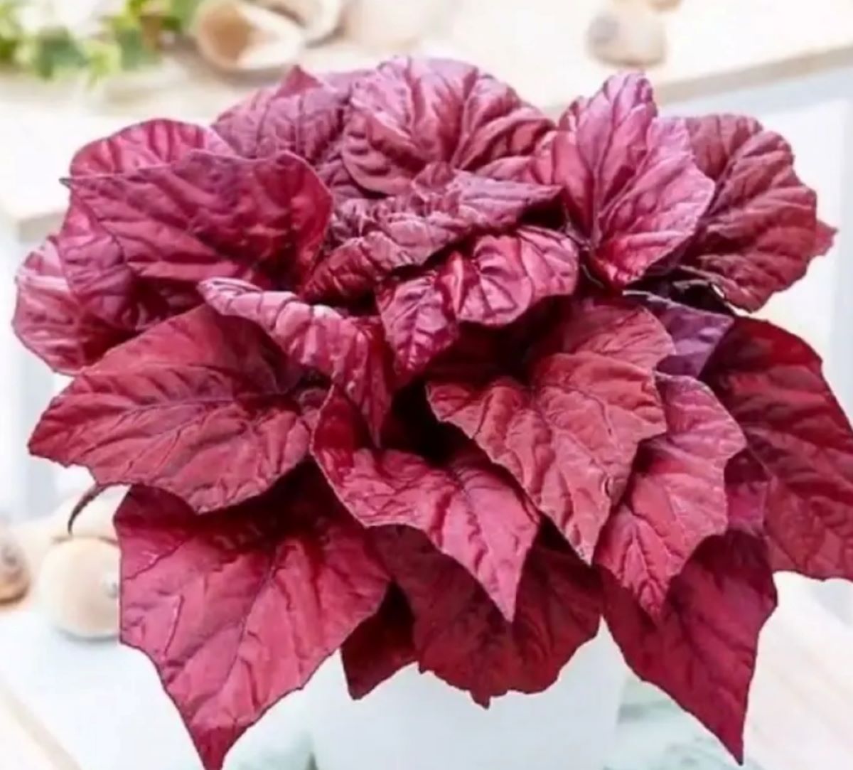 Berikut 7 Jenis Tanaman Hias Begonia yang Memiliki Keindahan Luar Biasa