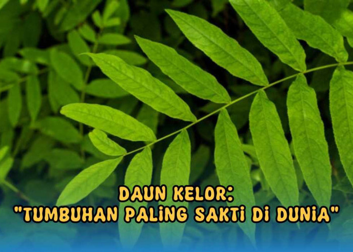 Daun Kelor Tumbuhan Sakti di Dunia, Konon Bisa Sembuhkan Lebih 300 Jenis Penyakit, Juga Ampuh Atasi Flek Hitam