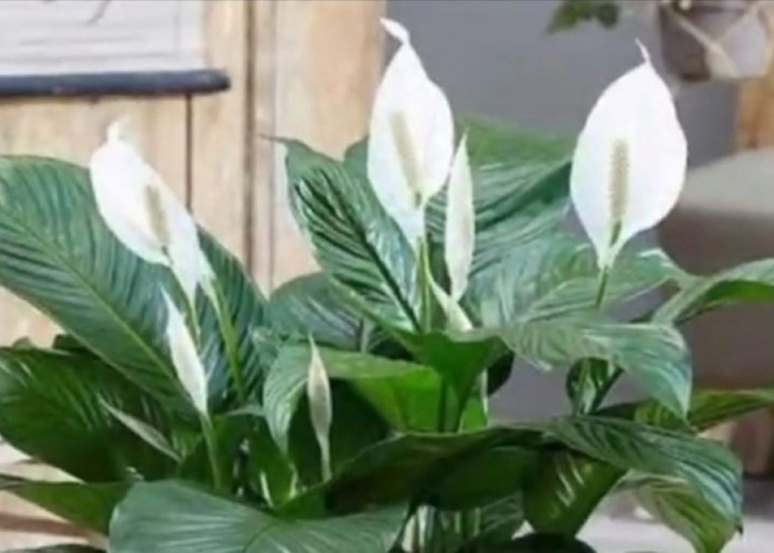 Sebaiknya Pecinta Tanaman Hias Tahu, Ini 5 Fakta Unik Bunga Lily Perdamaian 