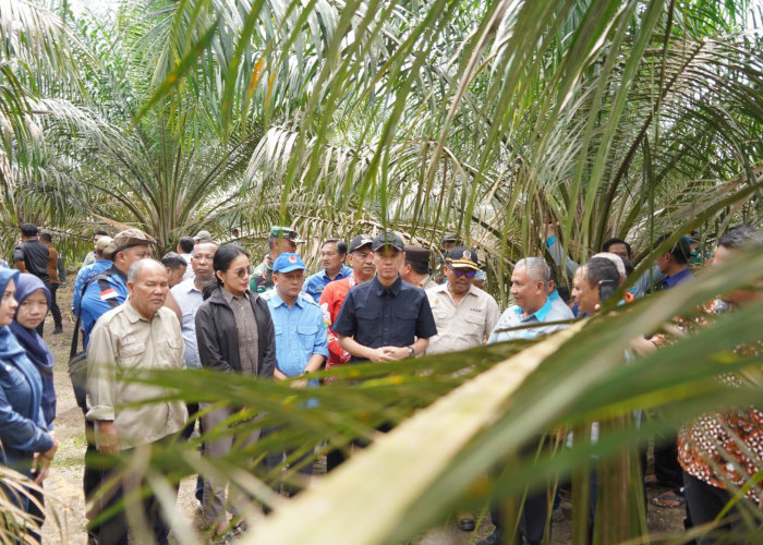 Petani Sawit OKI Tanam Padi Gogo di Lahan PSR
