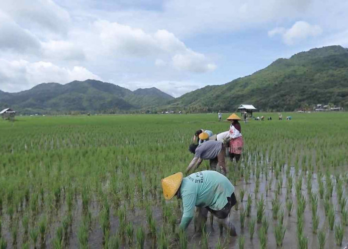 Berbasis Gotong Royong, Desa Manemeng Perkuat Ekosistem Ekonomi Kerakyatan melalui Program Desa BRILiaN