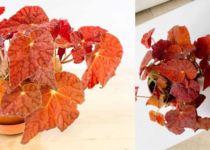 Miliki Bentuk yang Unik dan Warna Merah Cerah, Tanaman Hias Begonia Autumn Ember Paling Diburu Tahun Ini 