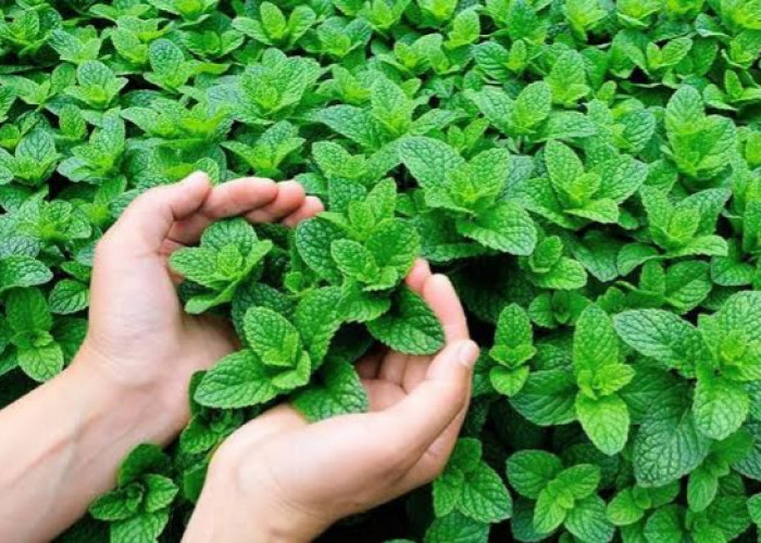 Selain Menyegarkan Tenggorokan, Ini 6 Khasiat Daun Mint, Sangat Berguna untuk Kesehatan