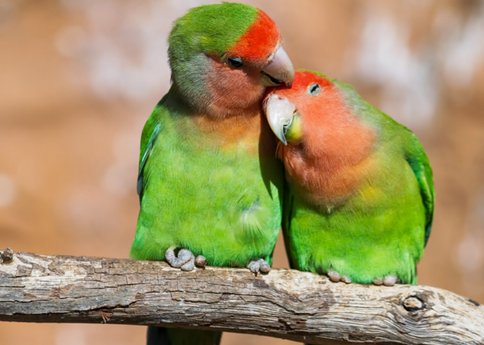 WOW CANTIKNYA! 10 Rekomendasi Burung Lovebird yang Bulunya Cantik Mempesona, Peliharalah di Rumah