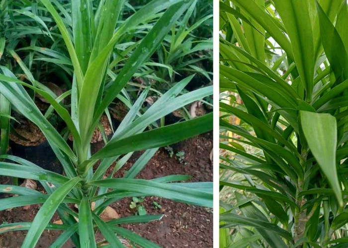 Sering Dipakai Emak-Emak Buat Warnai Kue Lapis, Daun Ijo Pekat Ini Ternyata Ampuh Turunkan Demam Tinggi