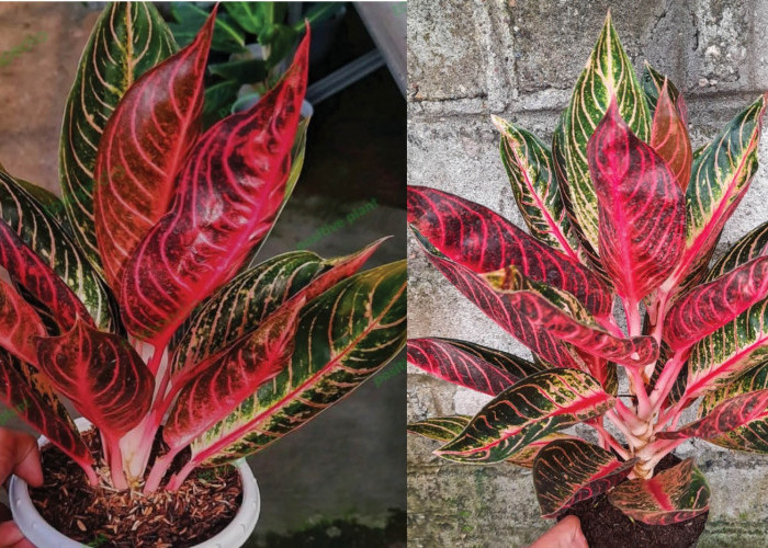 Pesona Eksotis Aglonema Sumatra, Tanaman Hias Paling Dicari dengan Kombinasi Warna yang Mengagumkan