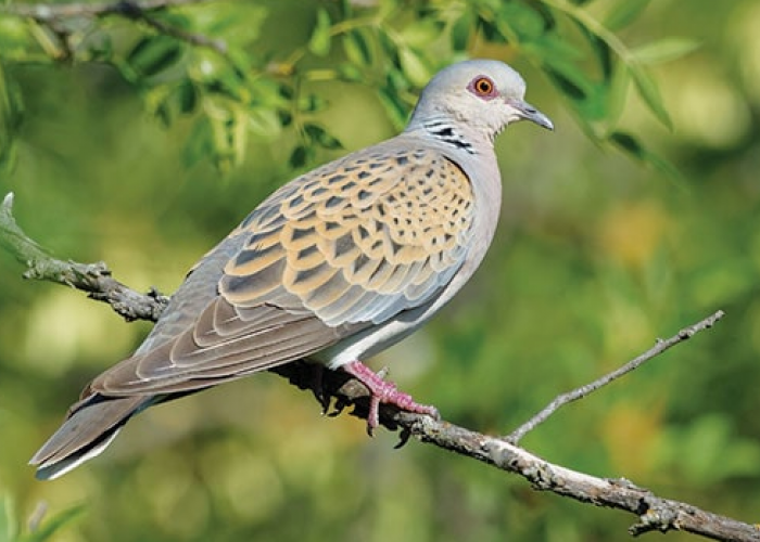 5 Jenis Burung Perkutut Pembawa Rezeki dan Bawa Hoki, Ini Ciri-cirinya, Mau Pelihara yang Mana? 