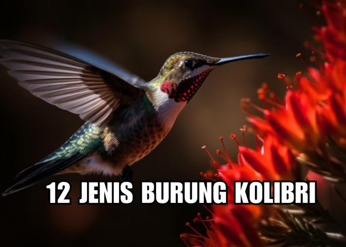 Ternyata Ada 12 Jenis Burung Kolibri yan Paling Bagus Di Indonesia, Kolibri Ninja Suaranya Tajam