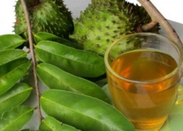 Rekomendasikan 10 Tanaman Obat Untuk Melawan Sel Kanker