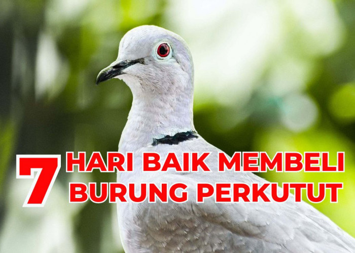Menurut Primbon Jawa, Ini Lho 7 Hari yang Baik Untuk Membeli Burung Perkutut