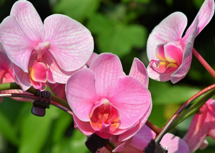 Pesona Estetika Tanaman Hias, 8 Tips Merawat Bunga Anggrek Agar Tumbuh Cantik dan Sehat