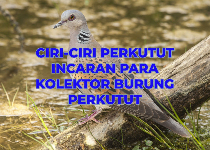 Incaran Miliander dan Kolektor Burung Perkutut di Indonesia, Yuk Kenali Ciri-Cirinya