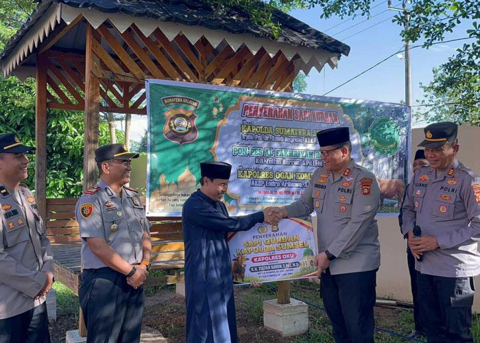 Kado Istimewa Iduladha dari Kapolda Sumsel, Sapi Kurban Pilihan Resmi Mendarat di Ponpes Al Fakhriyah Baturaja
