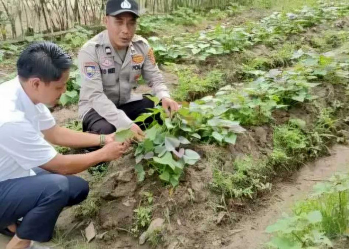 Jangan Biarkan Lahan Nganggur! Polsek Belitang II Bagikan Tips Bertani Produktif