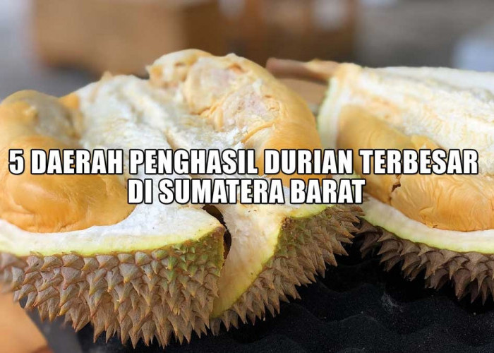 5 Daerah Penghasil Durian Terbesar di Sumatera Barat, Juara Pertama Menghasilkan 100 Ton, Kabupaten Agam-kah?
