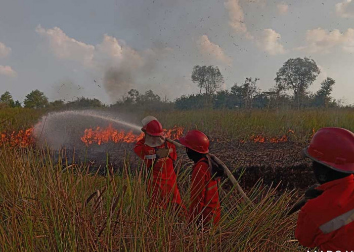 NGERI! Karhutla Kepung Pinggir Ruas Tol Kayuagung KM 356, Asap Tebal Ganggu Laju Pengendara