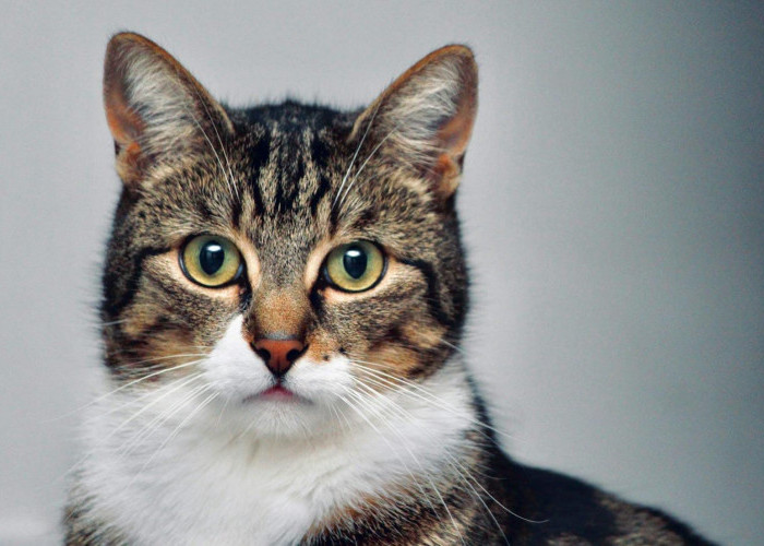15 Cara Ampuh Agar Kucing Kapok Bab Sembarangan