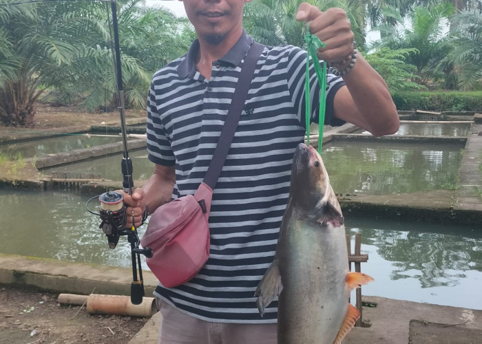 Sahabat Mancing Mania! Nikmati Sensasi Tarikan Ikan Patin Dengan 3 Umpan Jitu Ini