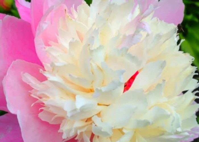 6 Fakta Menarik Bunga Peony: Ternyata Bisa Meringankan Gigitan Ular