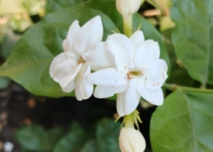 Tidur Cepat dan Berkualitas? Coba Letakkan 5 Tanaman Hias Ini di Kamar!