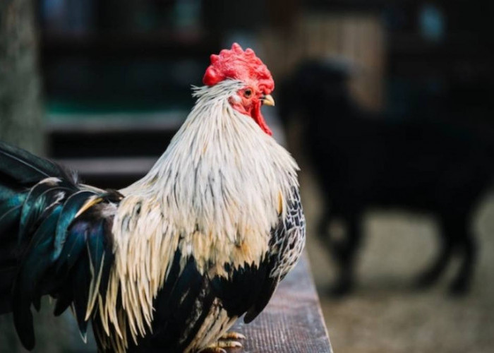Ini Dia 12 Ayam Hias yang Paling Dicari, Ada yang Harganya Rp25 Juta Perekor