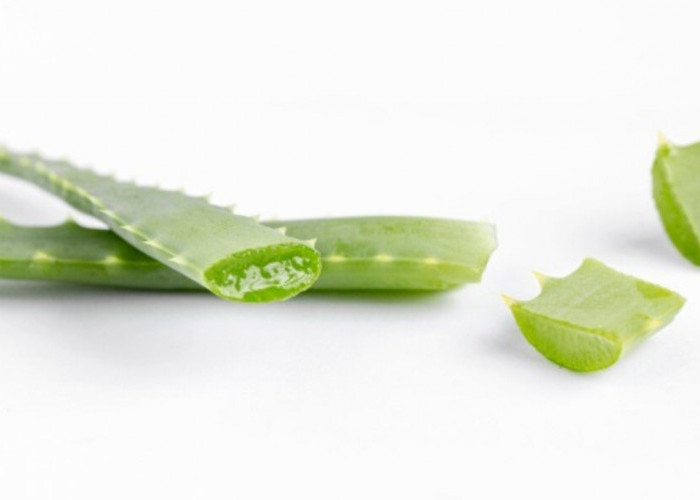 Ingin Kulit Glowing Alami? Rutin Pakai Lidah Buaya dan Lihat Hasilnya