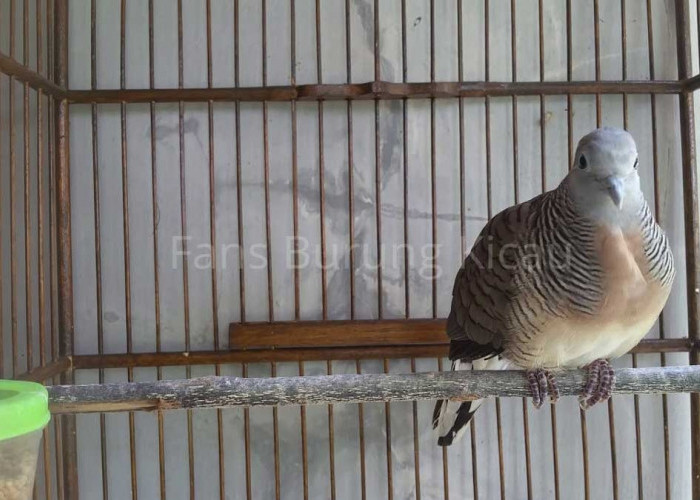 Mengenal Karakteristik Burung Perkutut Jawa, Disebut Pemilik Tuah atau Yoni yang Bisa Mendatangkan Rezeki