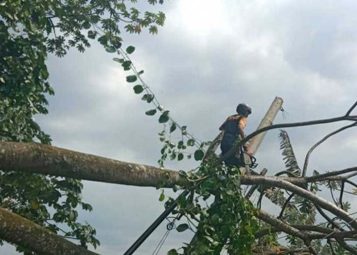 PLN Sebut 90 Persen Gangguan Listrik di Sumsel Dikarenakan Pohon Tumbang